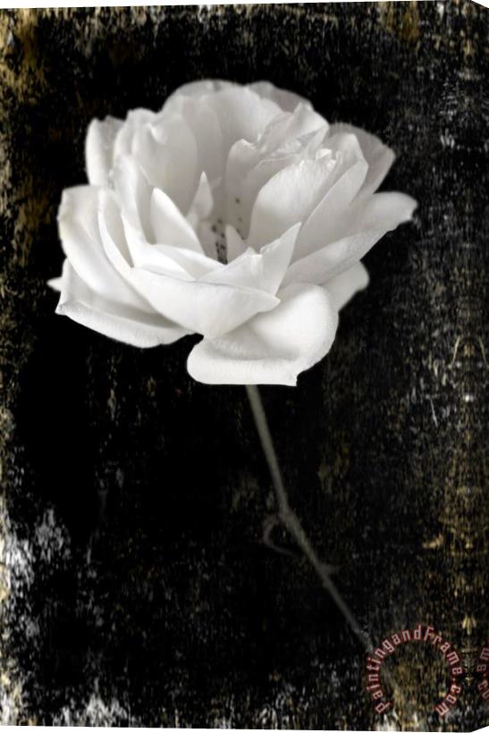Sia Aryai White Rose Stretched Canvas Painting / Canvas Art
