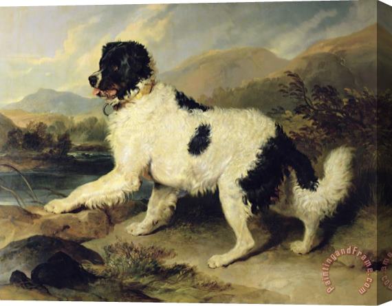 Sir Edwin Landseer Newfoundland Dog Called Lion Stretched Canvas Print / Canvas Art