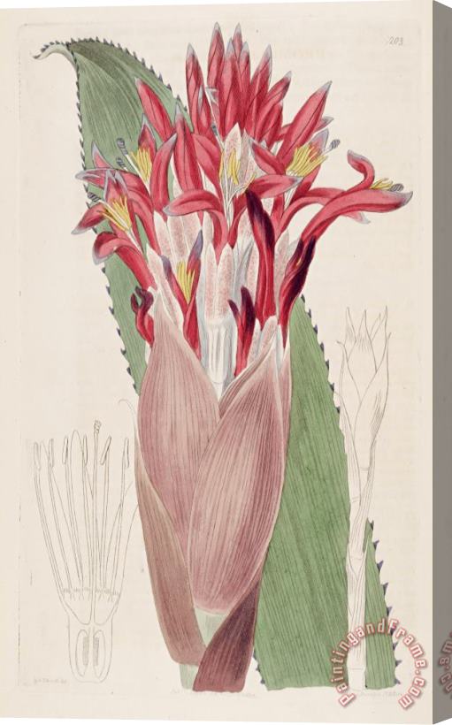 Sydenham Teast Edwards Aechmea Nudicaulis (as Bromelia Nudicaulis) 1817 Stretched Canvas Print / Canvas Art
