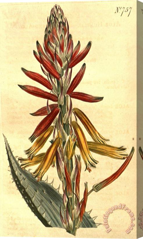 Sydenham Teast Edwards Aloe Humilis 1804 Stretched Canvas Painting / Canvas Art