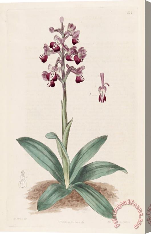 Sydenham Teast Edwards Anacamptis Longicornu (orchis Longicornu) 1817 Stretched Canvas Print / Canvas Art