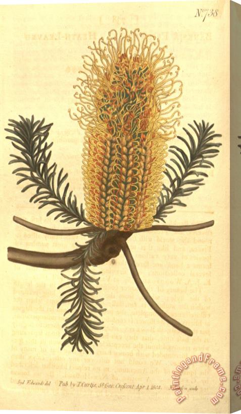 Sydenham Teast Edwards Banksia Ericifolia Stretched Canvas Print / Canvas Art