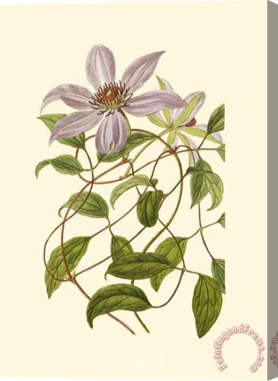 Sydenham Teast Edwards Blossoming Vine III Stretched Canvas Print / Canvas Art