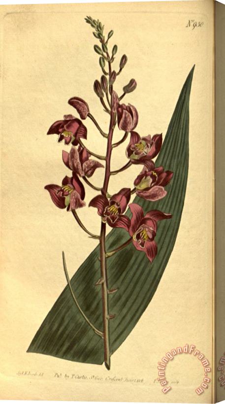Sydenham Teast Edwards Botanical Drawings Eulophia Alta 1814 Stretched Canvas Painting / Canvas Art