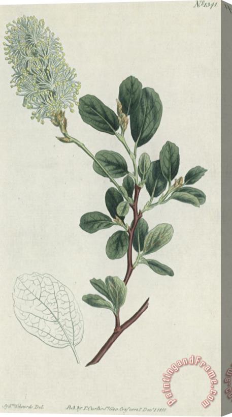 Sydenham Teast Edwards Botanical Engraving Stretched Canvas Painting / Canvas Art