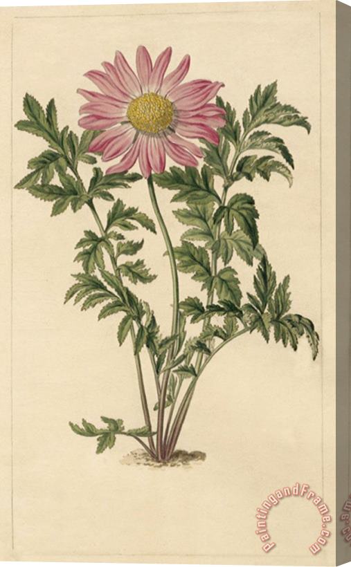 Sydenham Teast Edwards Chrysanthemum Roseum Stretched Canvas Painting / Canvas Art