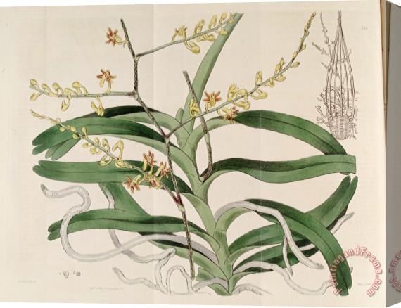 Sydenham Teast Edwards Cleisostoma Paniculatum (as Aerides Paniculata) 1817 Stretched Canvas Print / Canvas Art