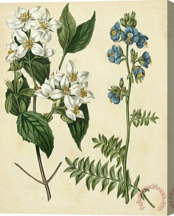 Sydenham Teast Edwards Cottage Florals I Stretched Canvas Print / Canvas Art