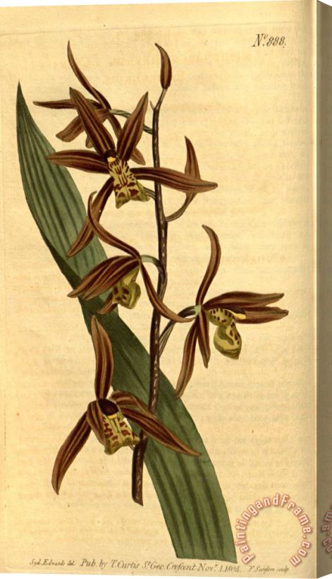 Sydenham Teast Edwards Cymbidium Sinense (as Epidendrum Sinense) 1806 Stretched Canvas Painting / Canvas Art