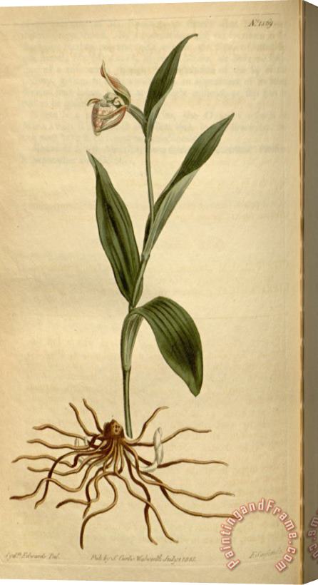 Sydenham Teast Edwards Cypripedium Arietinum 1813 Stretched Canvas Painting / Canvas Art