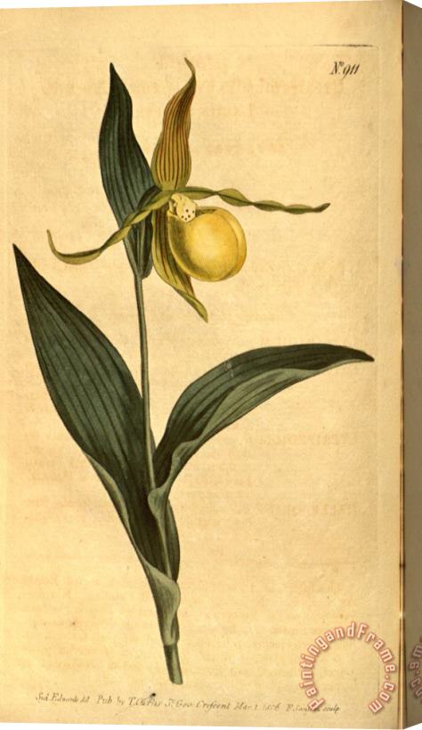 Sydenham Teast Edwards Cypripedium Pubescens (as C. Parviflorum) 1806 Stretched Canvas Painting / Canvas Art