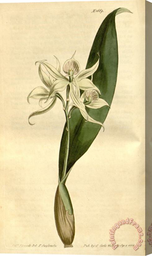 Sydenham Teast Edwards Epidendrum Fragrans 1669 Stretched Canvas Print / Canvas Art
