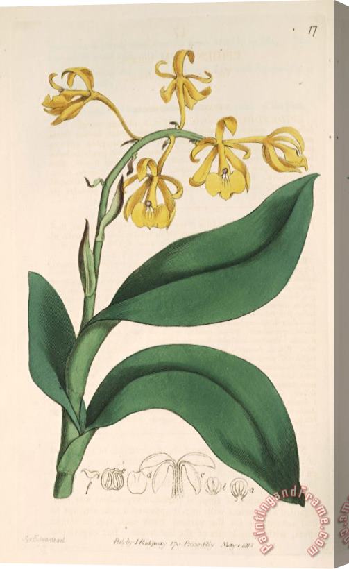 Sydenham Teast Edwards Epidendrum Nutans 1815 Stretched Canvas Print / Canvas Art