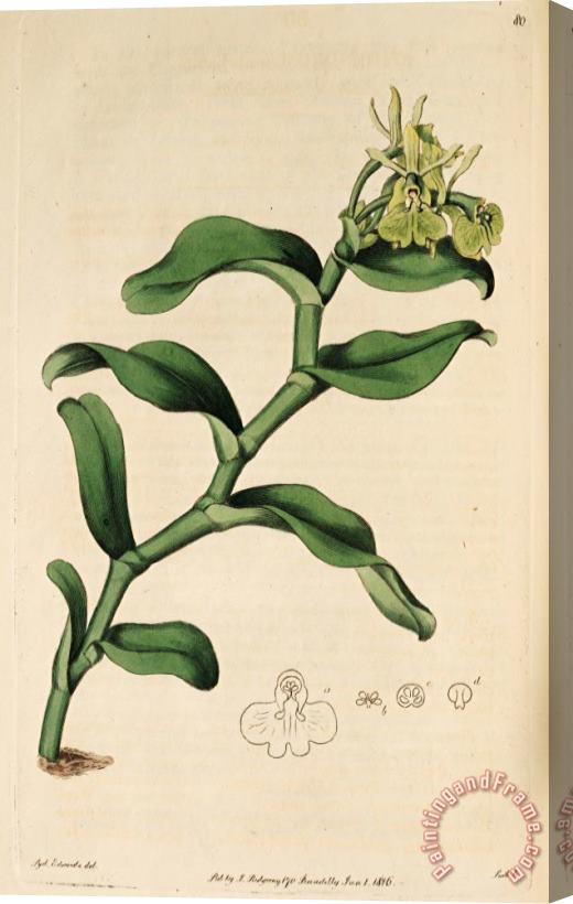 Sydenham Teast Edwards Epidendrum Umbelliferum (as Epidendrum Umbellatum) 1815 Stretched Canvas Painting / Canvas Art