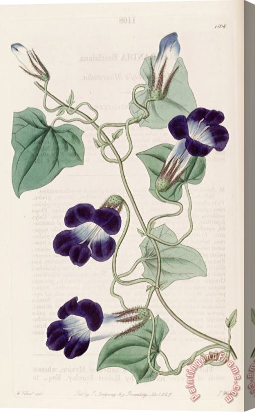 Sydenham Teast Edwards Maurandya Barclaiana 1827 Stretched Canvas Print / Canvas Art