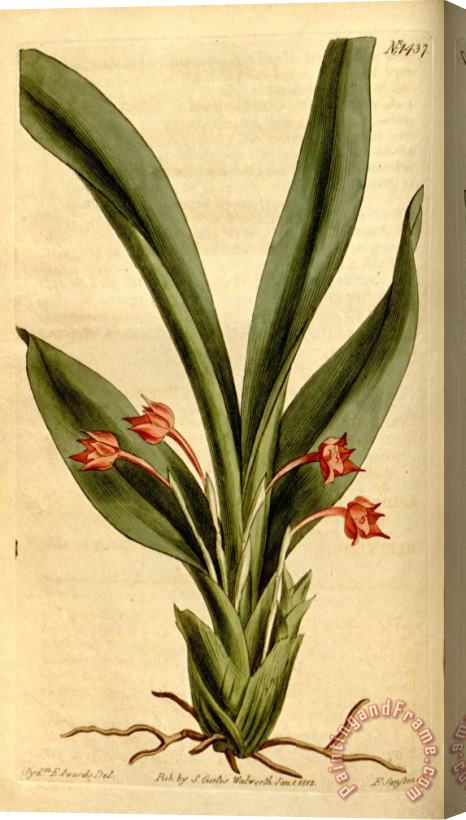 Sydenham Teast Edwards Maxillaria Coccinea 1812 Stretched Canvas Print / Canvas Art