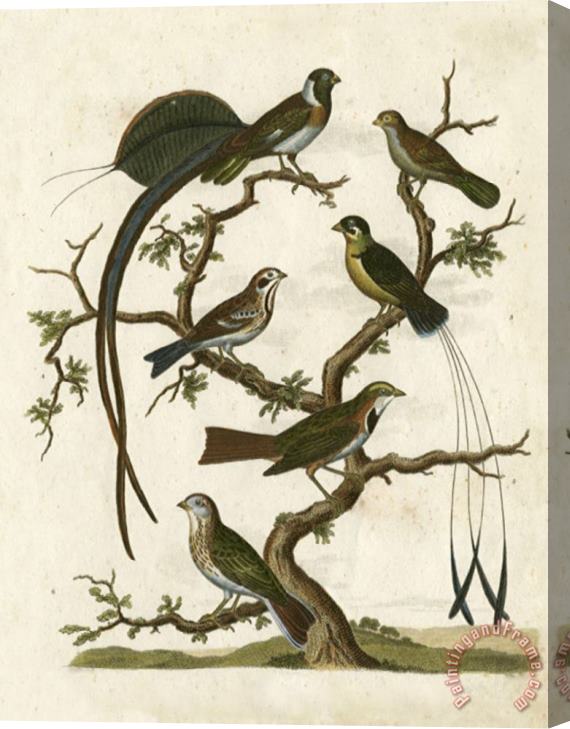 Sydenham Teast Edwards Ornithology I Stretched Canvas Print / Canvas Art