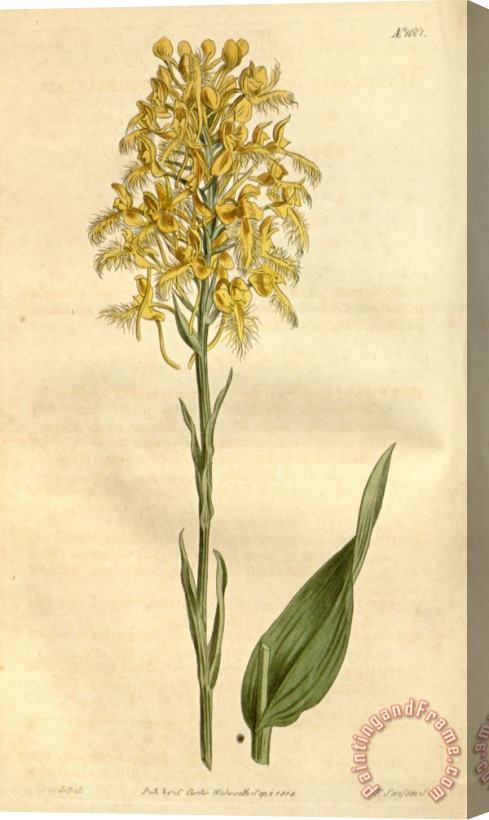 Sydenham Teast Edwards Platanthera Ciliaris (as Habenaria Ciliaris) 1814 Stretched Canvas Painting / Canvas Art