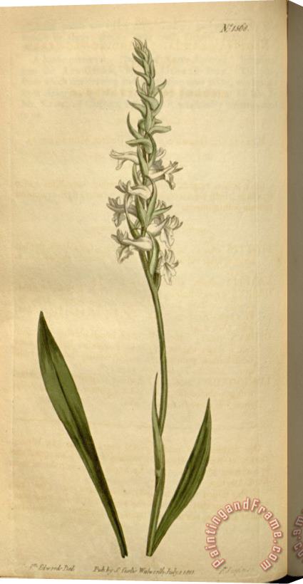 Sydenham Teast Edwards Spiranthes Cernua (as Neottia Cernua) 1813 Stretched Canvas Print / Canvas Art