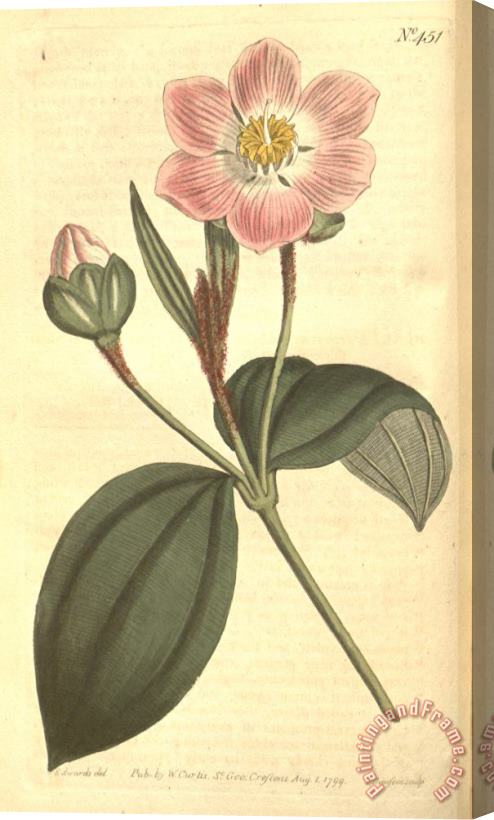 Sydenham Teast Edwards The Botanical Magazine 1799 Stretched Canvas Print / Canvas Art