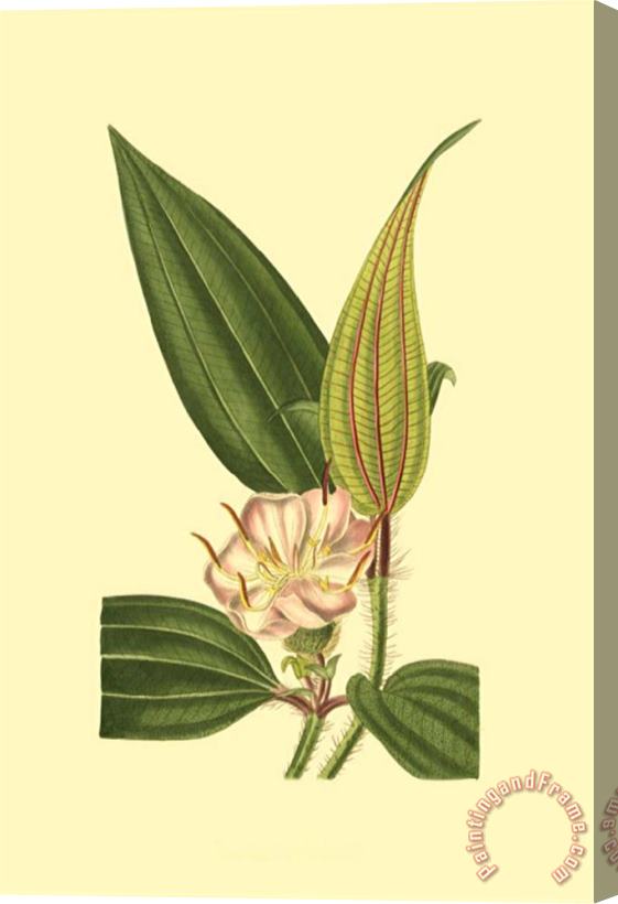 Sydenham Teast Edwards Tropical Ambrosia I Stretched Canvas Painting / Canvas Art