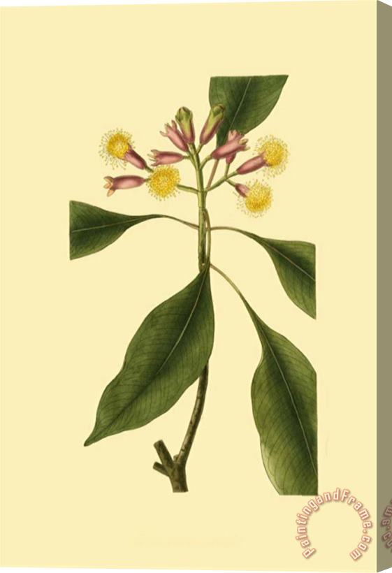 Sydenham Teast Edwards Tropical Ambrosia Iv Stretched Canvas Print / Canvas Art