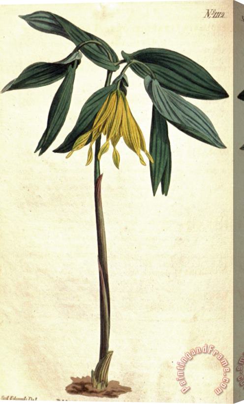 Sydenham Teast Edwards Uvularia Grandiflora 1808 Stretched Canvas Print / Canvas Art