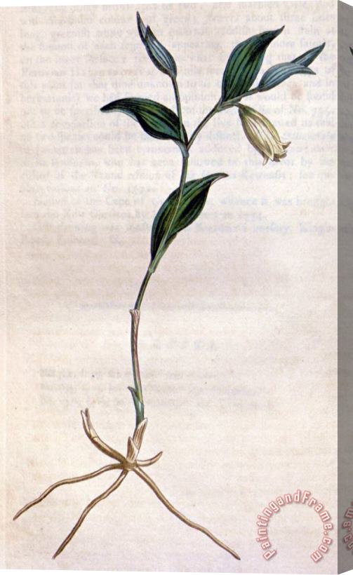 Sydenham Teast Edwards Uvularia Sessilifolia 1811 Stretched Canvas Painting / Canvas Art