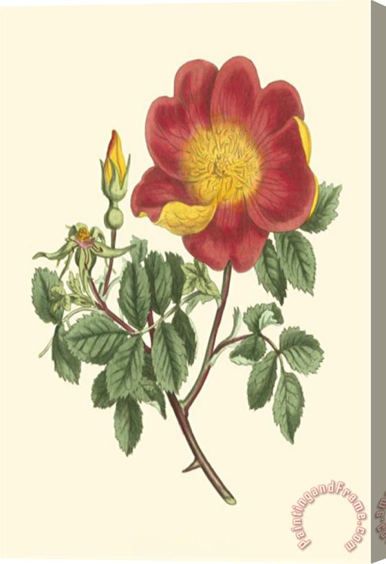 Sydenham Teast Edwards Vibrant Blooms Iv Stretched Canvas Print / Canvas Art