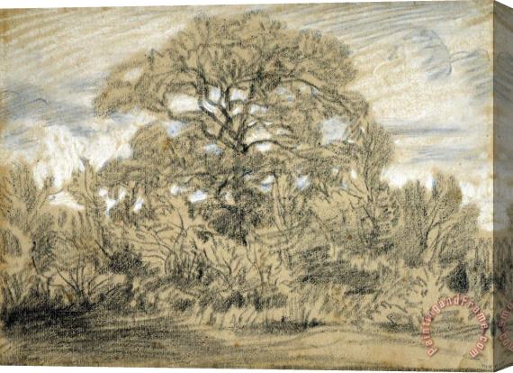 Theodore Rousseau Study of an Oak Tree Stretched Canvas Painting / Canvas Art