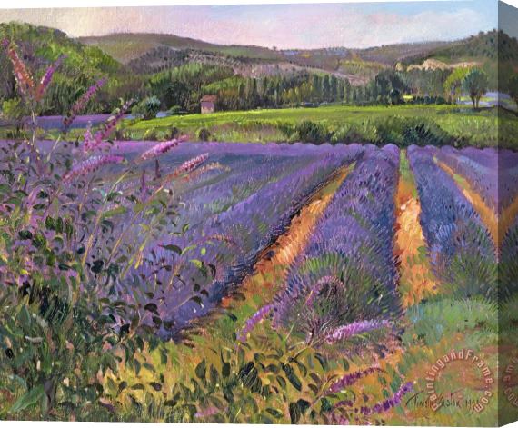 Timothy Easton Buddleia And Lavender Field Montclus Stretched Canvas Print / Canvas Art