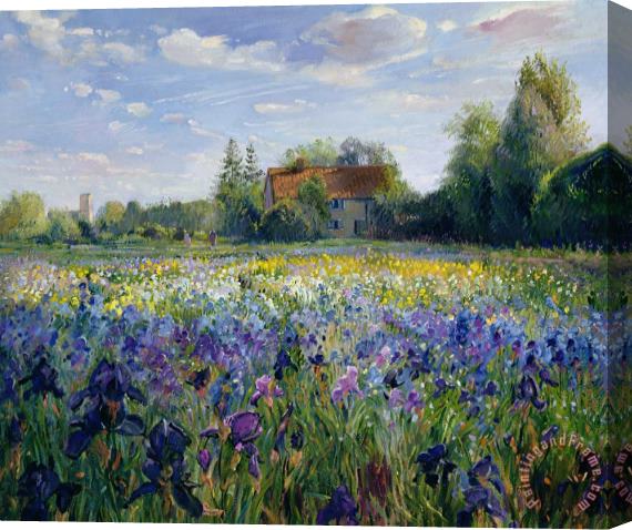 Timothy Easton Evening at the Iris Field Stretched Canvas Print / Canvas Art