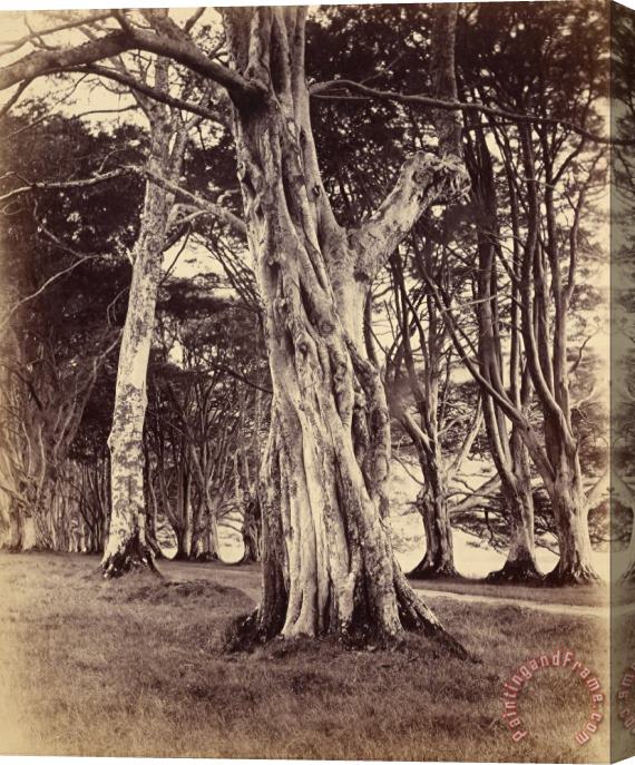 Vernon Heath Beech Trees, Inveraray Stretched Canvas Painting / Canvas Art