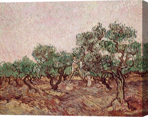 Vincent van Gogh The Olive Pickers Stretched Canvas Print / Canvas Art