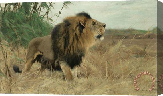 Wilhelm Kuhnert Berber Lion Stretched Canvas Painting / Canvas Art