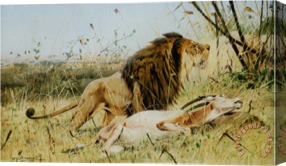 Wilhelm Kuhnert Lion And His Prey Stretched Canvas Print / Canvas Art