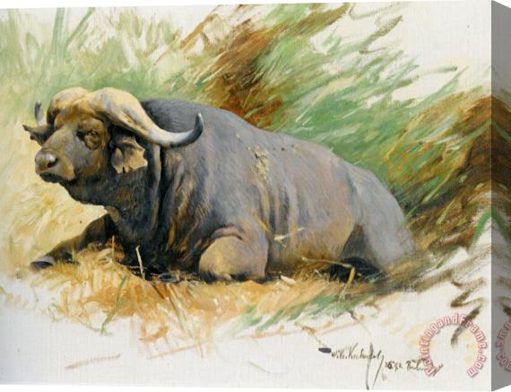 Wilhelm Kuhnert Studie Eines Kafferbuffels Stretched Canvas Painting / Canvas Art