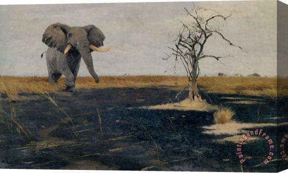 Wilhelm Kuhnert The Lone Elephant Stretched Canvas Painting / Canvas Art
