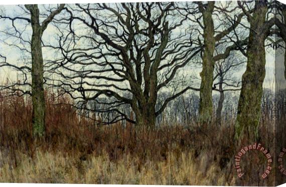 William Fraser Garden Woodland Scene at Twilight Stretched Canvas Print / Canvas Art