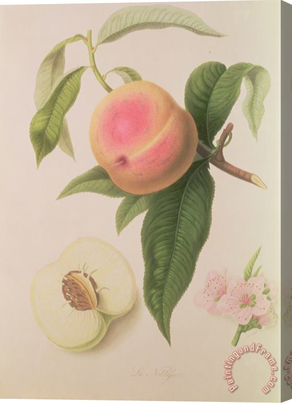 William Hooker Noblesse Peach Stretched Canvas Painting / Canvas Art