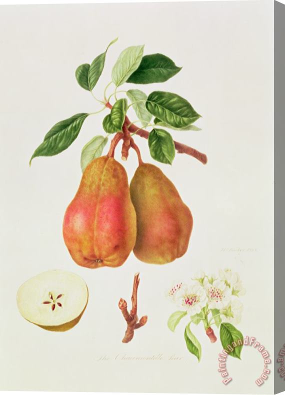 William Hooker The Chaumontelle Pear Stretched Canvas Print / Canvas Art