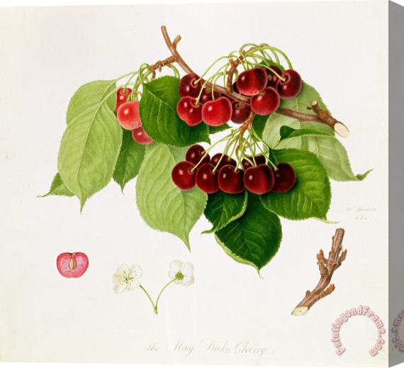 William Hooker The May Duke Cherry Stretched Canvas Print / Canvas Art