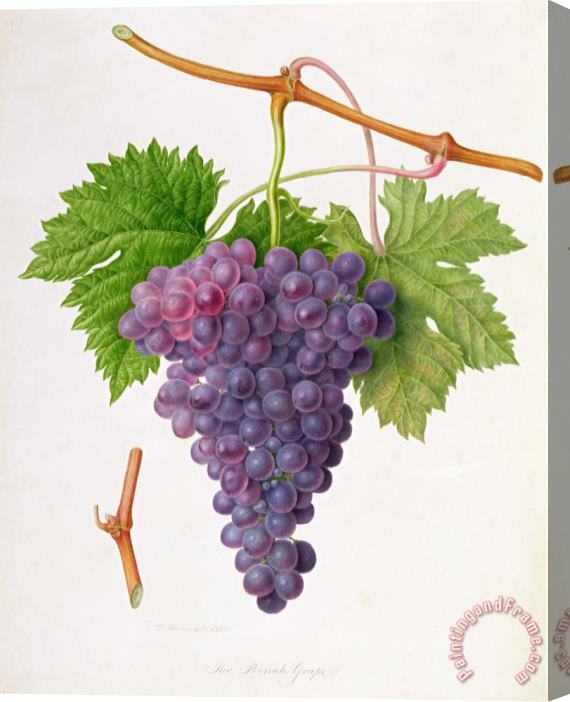 William Hooker The Poonah Grape Stretched Canvas Painting / Canvas Art