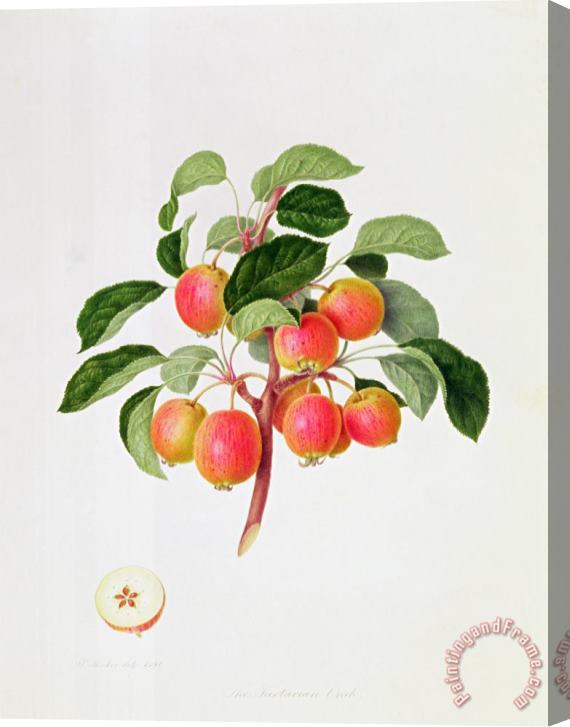 William Hooker The Tartarian Crab Apple Stretched Canvas Print / Canvas Art