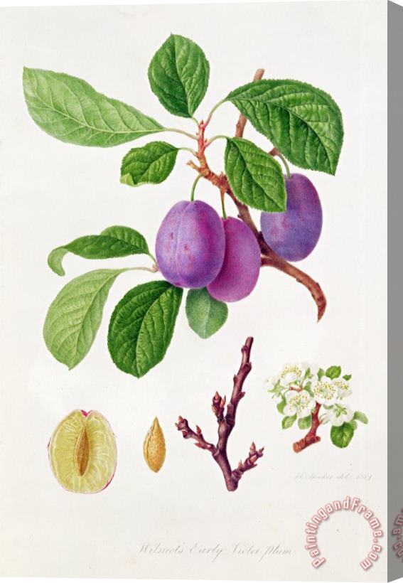 William Hooker Wilmot's Early Violet Plum Stretched Canvas Print / Canvas Art