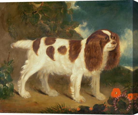 William Thompson King Charles Spaniel Stretched Canvas Print / Canvas Art
