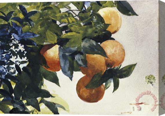 Winslow Homer Oranges on a Branch Stretched Canvas Print / Canvas Art