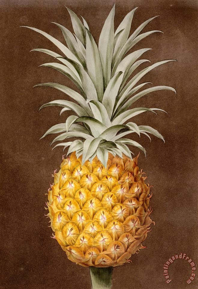 George Brookshaw Pineapple Painting Pineapple Print For Sale   Pineapple 