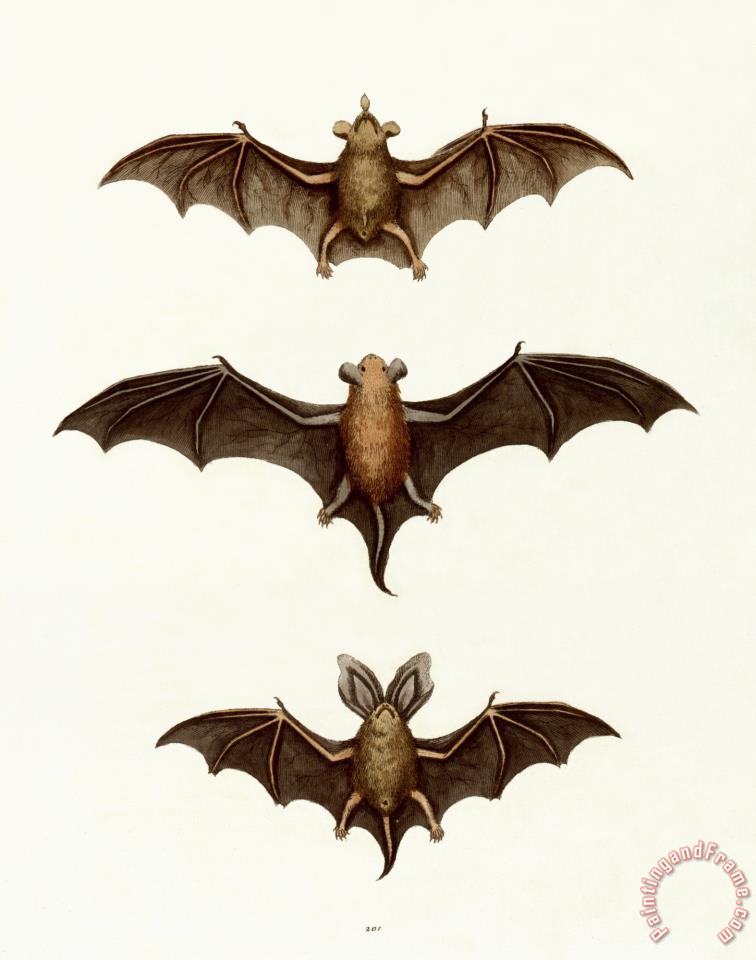 Wharton Edwards Bats painting Bats print for sale