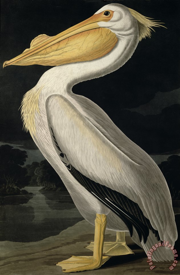 John James Audubon American White Pelican painting - American White